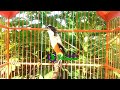 Persen Ampuh Masteran Burung Cendet Gacor Terbaru Mp3 - Mp4 Download