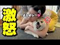元気が無い柴犬を娘が慰めた結果…大変な事になりましたwww