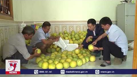 Người dân Yên Sơn, Tuyên Quang làm giàu từ  cây bưởi