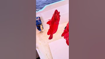 Trải nghiêm câu cá mú đỏ tại biển nha trang