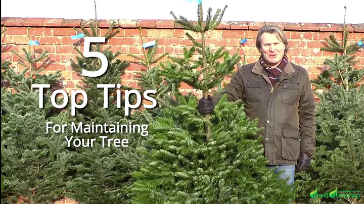 How to maintain your real Christmas tree - 5 top tips