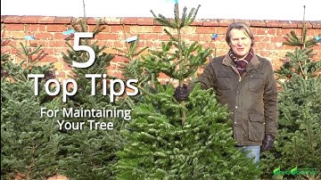 How to maintain your real Christmas tree - 5 top tips