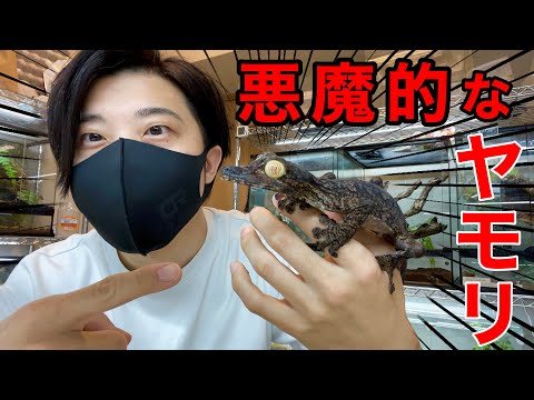 ヤモリの悪魔 超巨大な悪魔的ヤモリの飼育を始めたので紹介します。 - YouTube