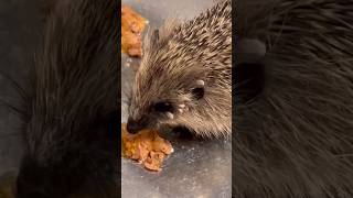 We remove all Ticks from the Body of this Little Hedgehog  ❤#rescue #help #kindness #love