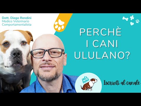 Video: Come Fermare Un Cane Dall'ululare?