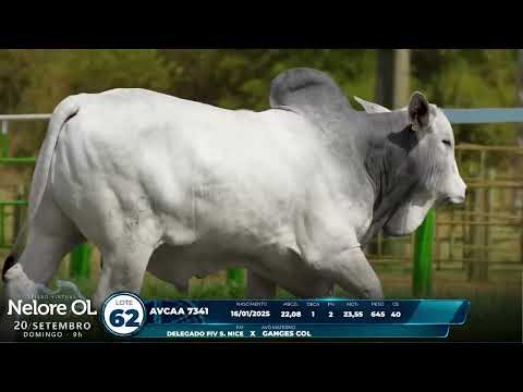 LOTE 62