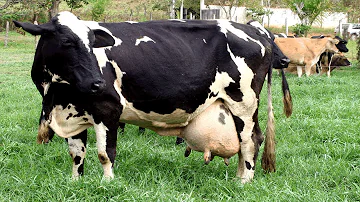 Quelle est la race des vaches marron et blanche ?