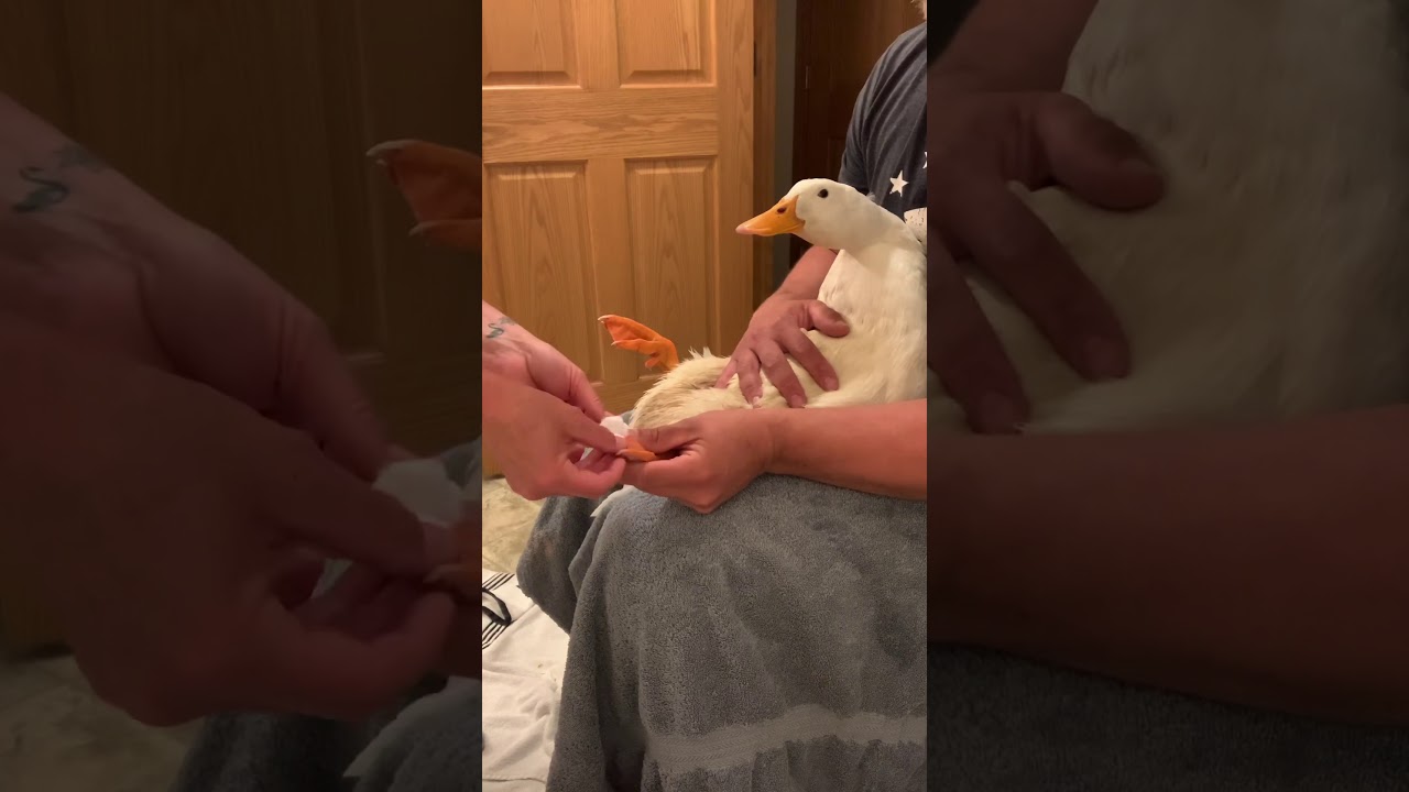 Wrapping A Duck Bumblefoot YouTube Wrapping A Duck Bumblefoot YouTube