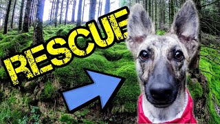 Adventure Buddy - Hiking With Dogs by SoleTrail 612 views 8 months ago 14 minutes, 41 seconds