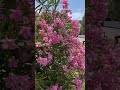 The blooming town of Budva, late May