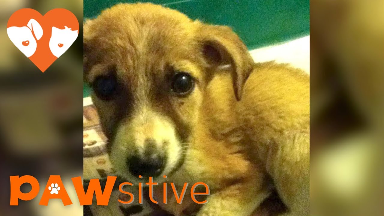 puppy paradise Family in Turkey Brings Home Dying Puppy To Pass in Peace But He Surprises Them All