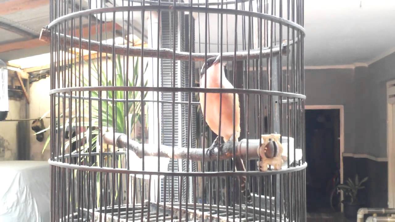 Burung cendet/pentet gacor full isian 
