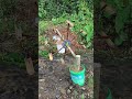 Moinho de vento Bamboo Hydro - Boas ferramentas tornam a repelência de pássaros mais eficiente!