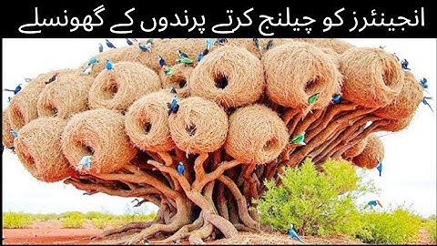 Most Incredible Bird Nests That Redefine Natural Architecture!
