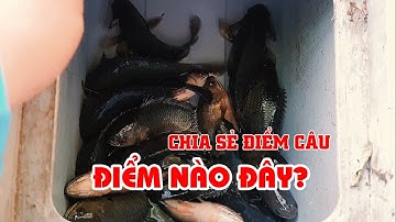 Câu cá rô đồng| Kênh Đòn Dông dưới thì có gì?! Chia sẻ điểm câu| Anh Béo câu cá|