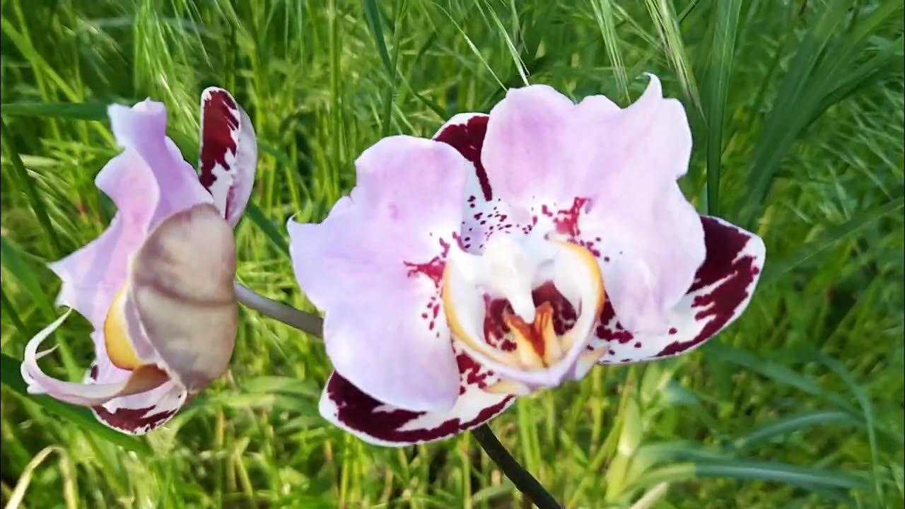 Орхидея блэк пиано фото и описание