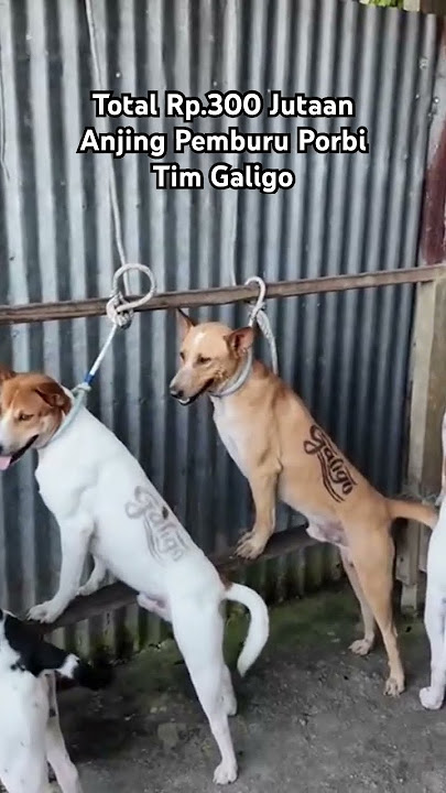 Anjing Pemburu Porbi Rp.300 Jutaan