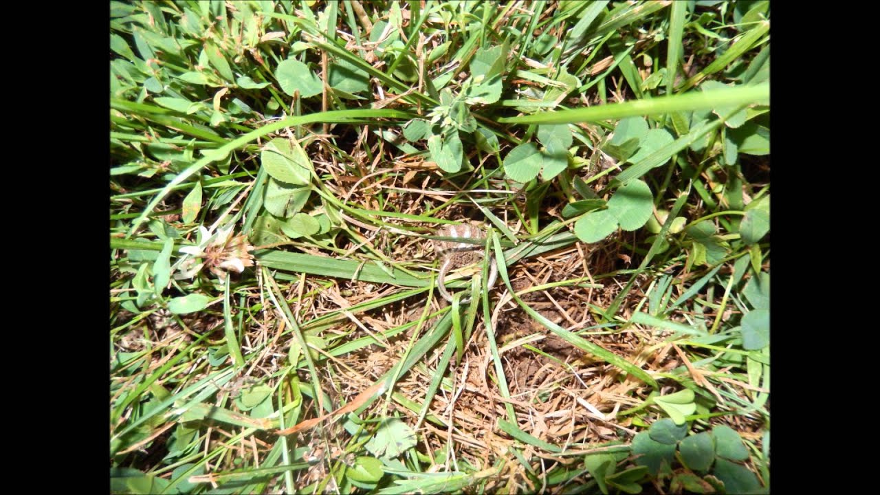 3 Silver 1 Gold Day YouTube 3-silver-1-gold-day-youtube