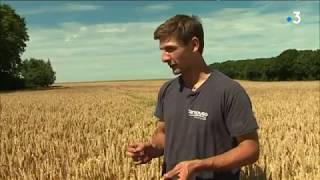 Agriculture : les premières moissons d'escourgeon débutent en Picardie