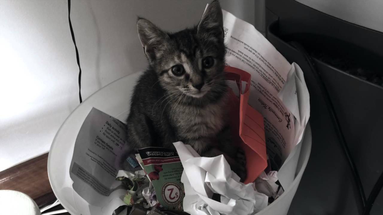 Perth Kittens for adoption YouTube