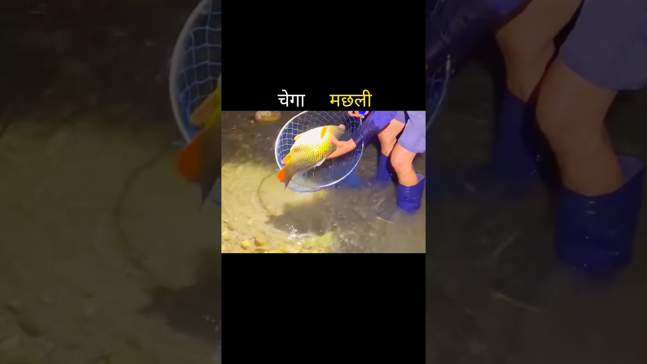 चेगा मछली 😱 #aivideo #fishing #fascinatinginformation #tremendousfacts #facts #amazingfacts