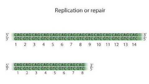 Trinucleotide Repeat Expansion
