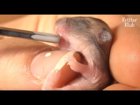 Video: Gagal Jantung Kongestif Pada Hamster