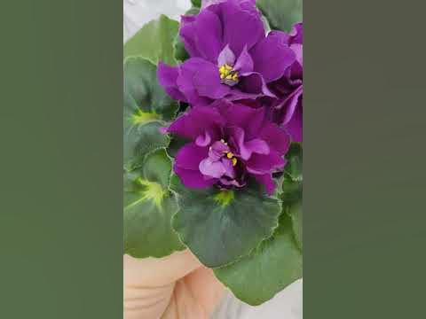 Фиалка НД-Поцелуй Вампира #flowers #цветы - YouTube