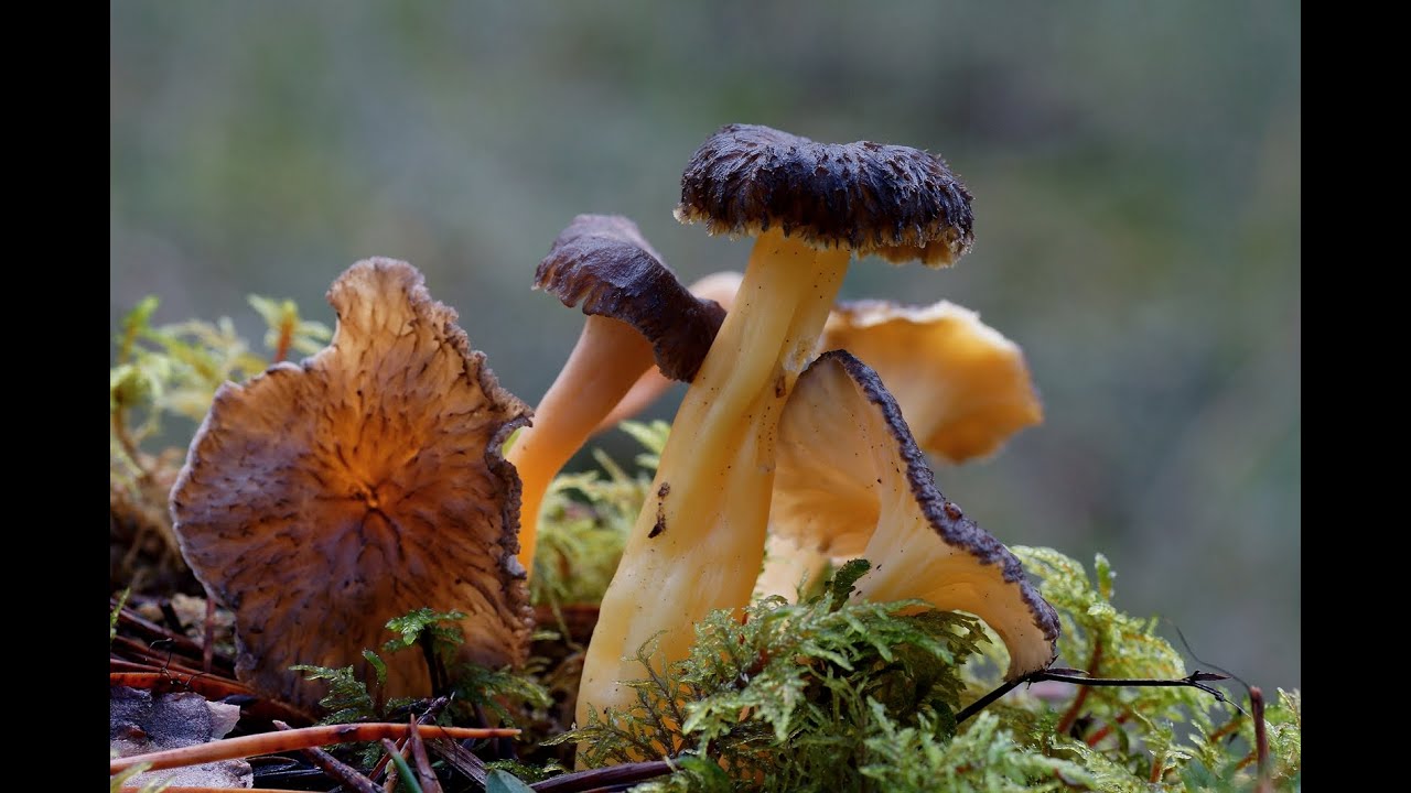 Craterellus lutescens/ Angula de monte/Golden Chanterelle  (4K)