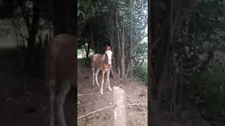 Catamarca-Prov. Argentina- Ciudad de Rodeo-Caballo.