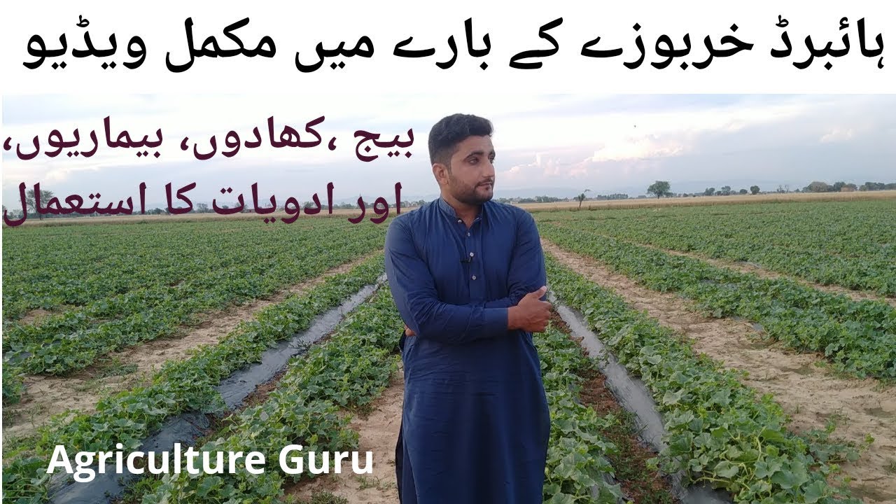 Awesome Melon Farming Hybrid Melon Agriculture Guru YouTube