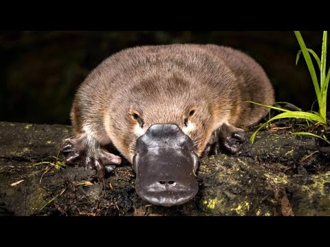 Млекопитающее, которое несет яйца. Удивительные факты об Утконосе