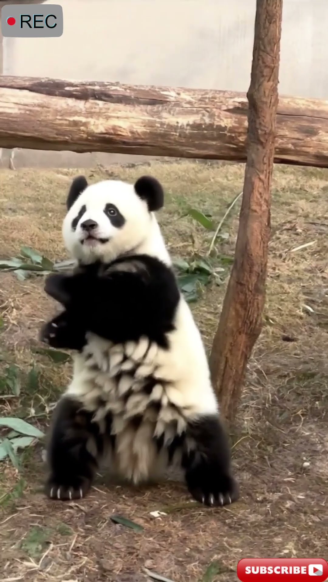 AI Panda Dance Challenge 🐼💃 | Cute Panda Dancing Like a Pro