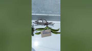 Trâu rừng Buôn Đôn Đắk Lắk sáng 29/11/19 Zalo 0984818080_0914818080