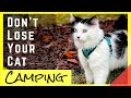 Safety Tips for RV Camping with Cats