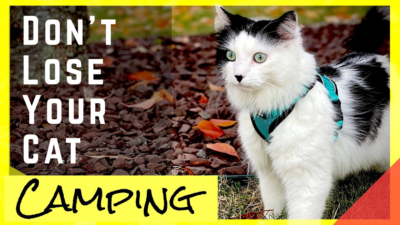 Safety Tips For Rv Camping With Cats