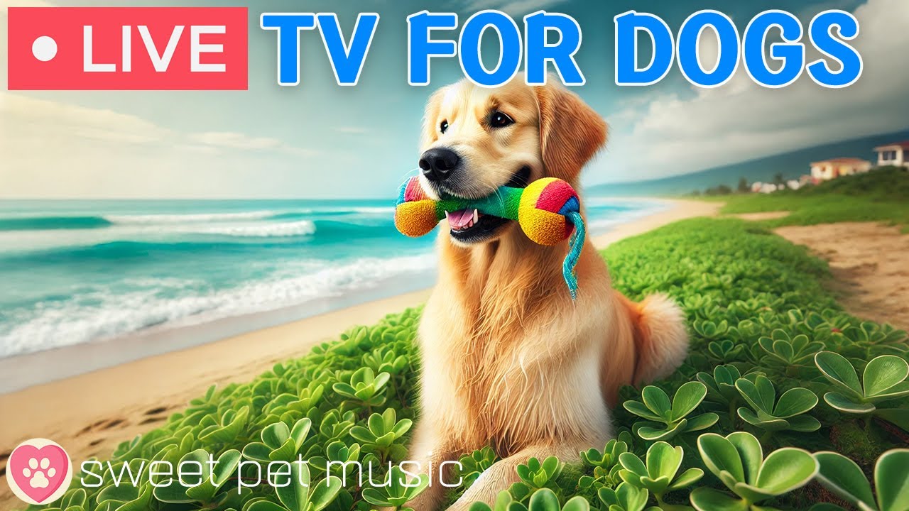 🔴24 Hours of Dog TV🎵🐶Calming Music for Dogs with Anxiety and Stress🐾🩷Soothing Dog Music for Sleep