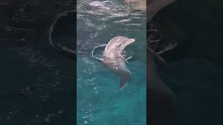 🔊 Sound on to hear Izzy vocals! #dolphin #bottlenosedolphin #clearwatermarineaquarium
