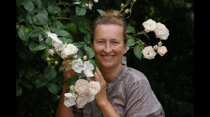 Climbing and shrub roses / different color blooms ...