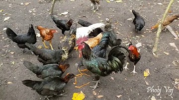 Cabbage and Carrot Strips - Qaib Hmoob Qaib Dub Nqaig