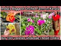 Largest orchid farm  orchid plants in wholesale price  wholesale  retail  online  rynco orchids