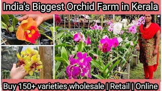 Largest Orchid farm | Orchid Plants in Wholesale Price | Wholesale | Retail & Online | Rynco Orchids