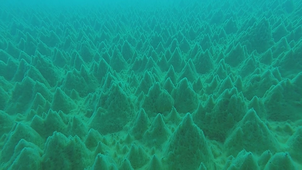 南極の湖底に緑の森 コケボウズから生態系探る - YouTube