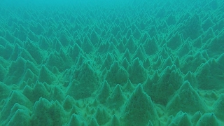 南極の湖底に緑の森 コケボウズから生態系探る