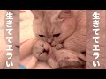 エラいが口癖のネコ アフレコ エラいが口癖のネコ アフレコ