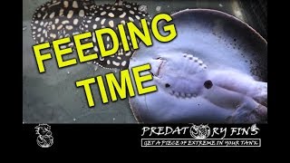 *STINGRAY FEEDING TIME* 50 lbs of FOOD per DAY at STINGRAY BIOLOGY Net Worth