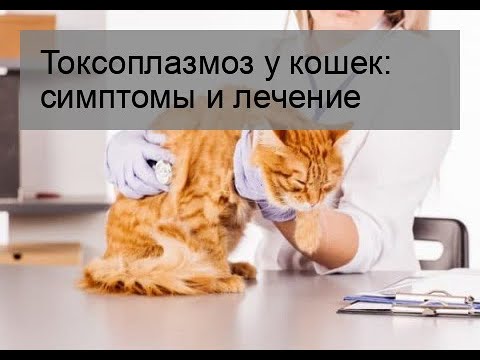 Токсоплазмоз у кошек: симптомы и лечение