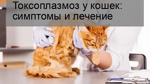 Токсоплазмоз у кошек: симптомы и лечение