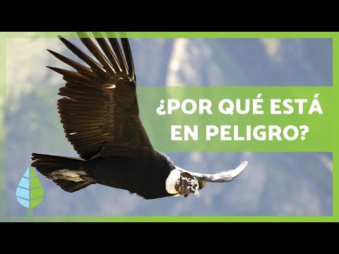 ⚠️El CÓNDOR ANDINO en peligro de EXTINCIÓN🦅 – CAUSAS y cómo ayudarlo