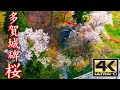 多賀城 "桜" (宮城県多賀城市)＜絶景ドローン空撮 4K高画質＞ Japanese landscape